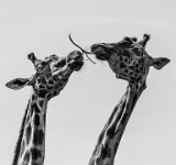 144 - COMPETITION - BARBAREAU DOMINIQUE - france <div : Animaux, Girafe